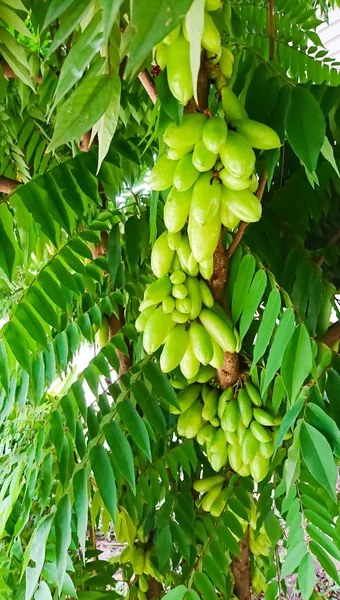 Groep Van Taling Pling Bilimbi Averhoa Bilimbi Linn Zure Vruchten — Stockfoto