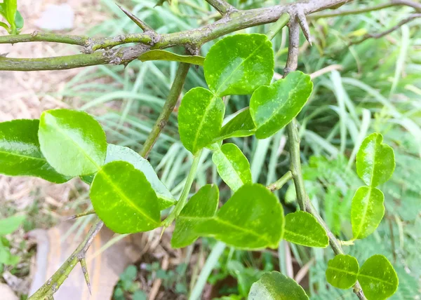 Kaffir Lime Leaves Leech Lime Citrus Hystrix Were Planted Ground — Stock Photo, Image