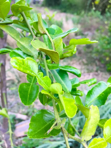 Kaffir Lime Leaves Leech Lime Citrus Hystrix Were Planted Ground — Stock Photo, Image