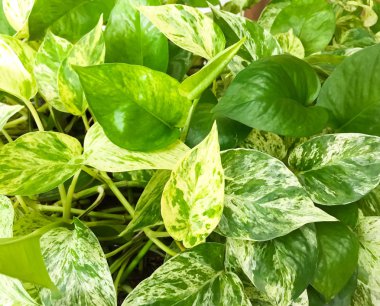 Altın pothos yaprak, saksılı bitki dikilen, bu yeşil karışımı ayrıntı Bahçe ağacının sarı yaprak ile