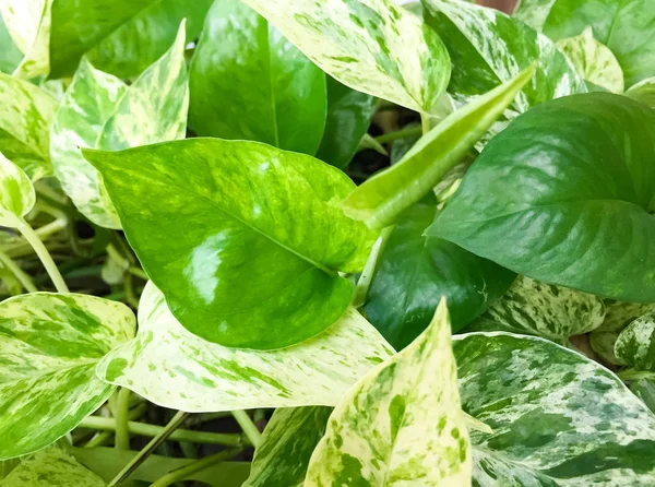 Het Blad Van Golden Pothos Het Werd Geplant Een Ingemaakte — Stockfoto