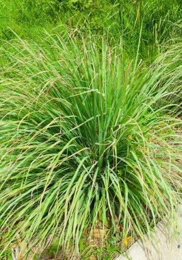 Limon veya Lapine veya limon otu veya Batı Hint veya Cymbopogon citratus yere dikilmiştir. Bir çalı, uzun ve ince yeşil yaprakları vardır. Gıda ve ilaç yapıldı bir bitkidir.