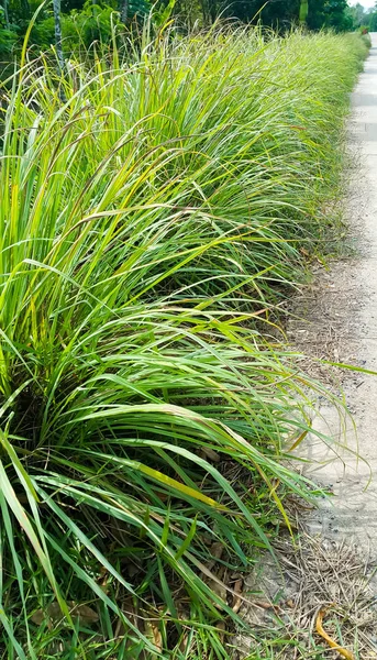 Lemongrass or Lapine or Lemon grass or West Indian or Cymbopogon citratus were planted on the ground. It is a shrub, its leaves are long and slender green. It is an herb which was made into food and medicine.