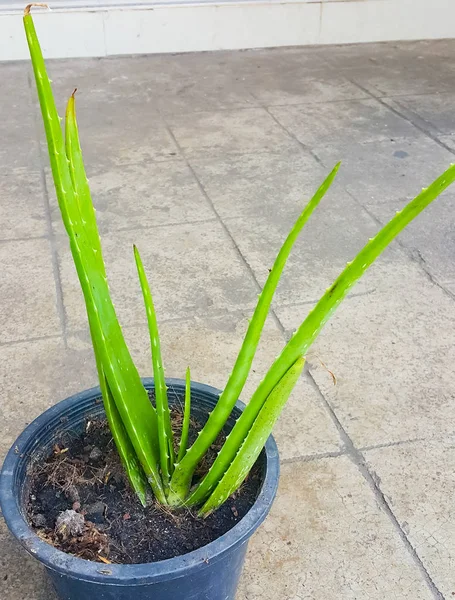 Este Aloe Vera Verde Planta Maceta Cesta Realmente Medicinal Útil —  Fotos de Stock