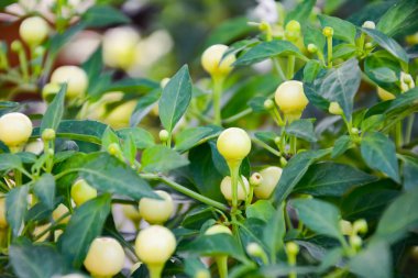 Bu küçük topları kiraz biber veya Solanaceae vardır. Öyle bir acı biber whice türüdür daire ve ışık yeşil. Gördüğünüz bu kiraz biberler olgun değildir. Resimde, yaprakları bir yeri vardır. Arka plan bulanık görüntü