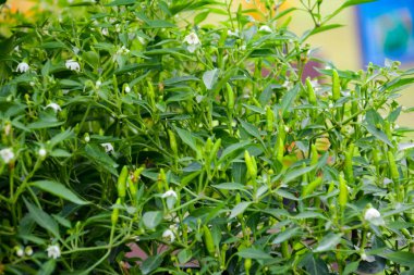 Yeşil biber veya Chilli biber veya Solanaceae veya Capsicum annuum L. yere yerleştirildi. Bu biber whice bir tür yeşil hançer yaprak vardır. Onlar biraz baharatlı tadı vardır pişirme için sebze vardır. Bulanık arka planda resim, Soi