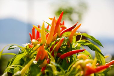 Mor ve kırmızı biber veya Chilli biber veya Solanaceae veya Capsicum annuum L. yere yerleştirildi. Bu biber whice bir tür yeşil hançer yaprak vardır. Onlar biraz baharatlı tadı vardır pişirme için sebze vardır. Bulanık arka plan müziği resim