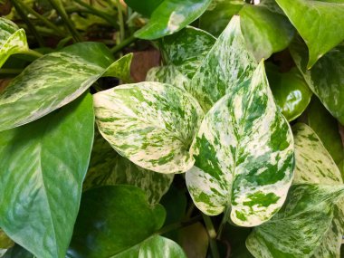 Altın pothos bir saksı bitki dikilmiştir, bu yaprak yeşil bahçe ağacının ayrıntı. Biraz yaprak 2 ton, koyu yeşil ve beyaz açık sarı ile karıştırın.