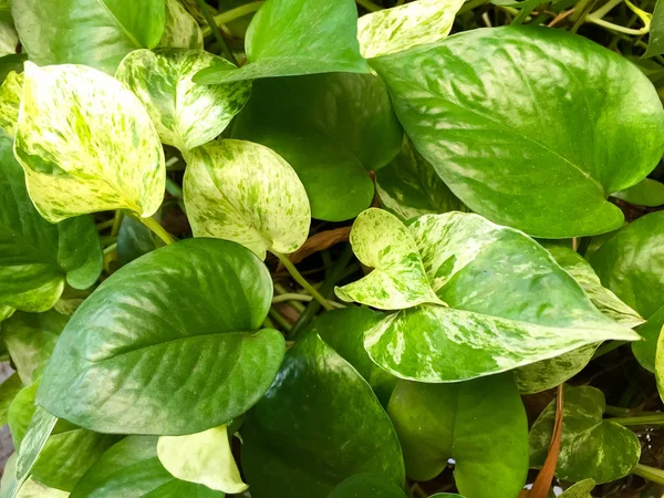 Poto Emas Ditanam Tanaman Pot Ini Adalah Detail Daun Hijau — Stok Foto