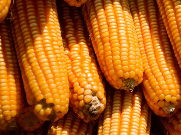 Corn Pods Dry Sun Lot Corns Hanging Wooden Rail Shows — Stock Photo, Image