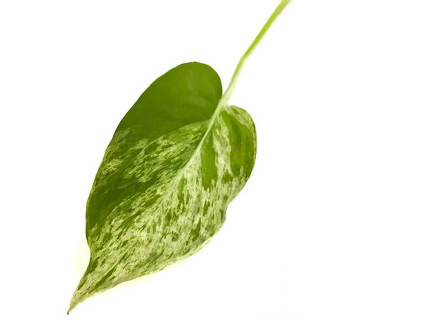 The Leaf of Golden pothos isolated on white background. A green leaf which its shape like the heart  with green and yellow, this is the garden tree that planted in a potted plant.