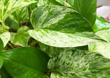 Altın pothos bir saksı bitki dikilmiştir, bu yaprak yeşil bahçe ağacının ayrıntı. Biraz yaprak 2 ton, koyu yeşil ve beyaz açık sarı ile karıştırın.