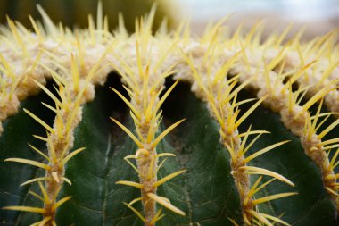 Thorn altın varil kaktüs veya Echinocactus grusonii Hildm, birçok dikenler, olan çöl ağaç vücut görünüşünü yeşil topu ve beyaz çiçek gibi bu. Bu açık olarak ekilen Bahçe ağaç olduğunu.