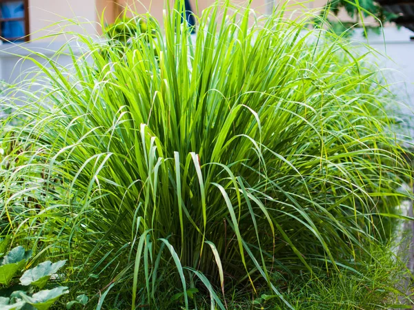 Lemongrass atau Lapine atau India Barat ditanam di tanah. Ini adalah semak, daunnya panjang dan hijau ramping Stok Lukisan  