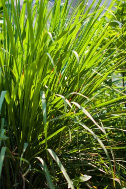 Limon otu, Lapine ya da Batı Hindistanlı toprağa ekildi. Bu bir çalı, yaprakları uzun ve ince yeşil.