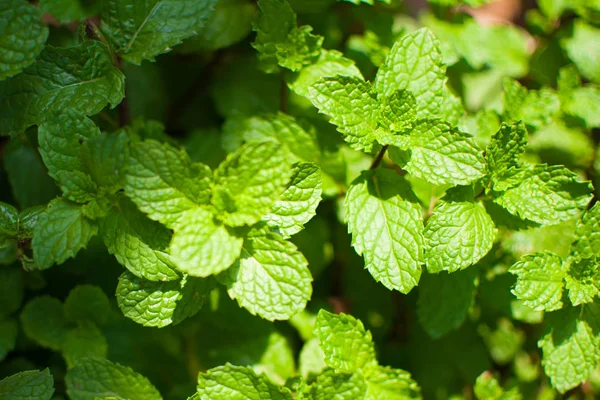 Daun Peppermint atau Mint Dapur atau Mint Marsh atau Metha cordifolia Opiz ditanam di tanah. Daunnya kecil, kasar dan memiliki warna hijau. Ini adalah ramuan yang dibuat sebagai makanan dan obat-obatan . — Stok Foto