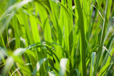 Limon otu, Lapine ya da Batı Hindistanlı toprağa ekildi. Bu bir çalı, yaprakları uzun ve ince yeşil.