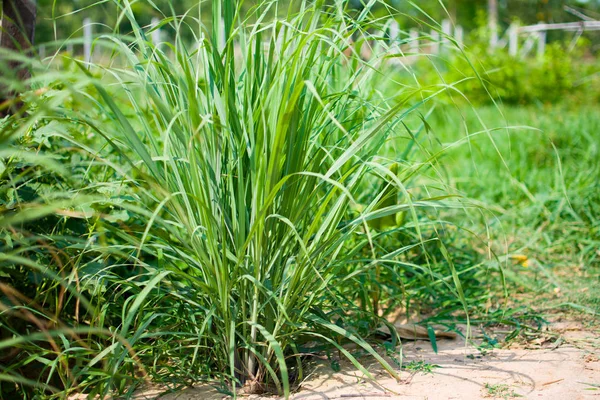 Lemongrass atau Lapine atau India Barat ditanam di tanah. Ini adalah semak, daunnya panjang dan hijau ramping Stok Gambar