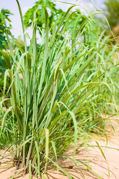 Lemongrass atau Lapine atau India Barat ditanam di tanah. Ini adalah semak, daunnya panjang dan hijau ramping Stok Foto Bebas Royalti