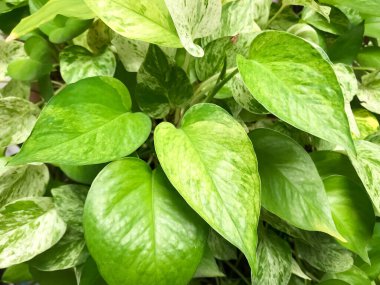 Altın kakaolu yaprak, bu bahçe ağacının yeşil yaprak detayı.