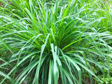 Limon otu, Lapine ya da Batı Hindistanlı toprağa ekildi. Bu bir çalı, yaprakları uzun ve ince yeşil.