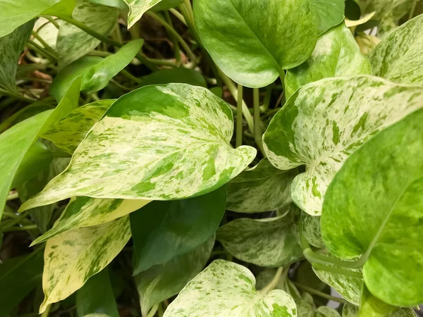 Daun Pothos Emas Ini Adalah Hijau Detil Daun Pohon Kebun — Stok Foto