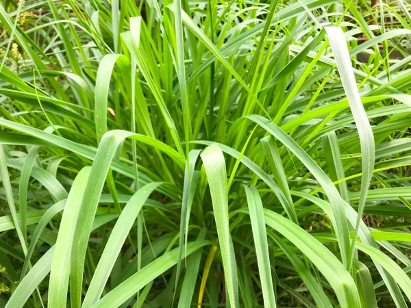 Lemongrass Lapine West Indian Foram Plantados Chão Arbusto Suas Folhas — Fotografia de Stock