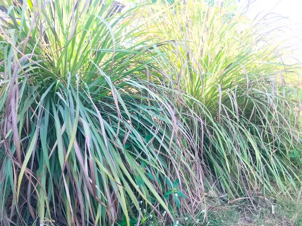 Lemongrass Lapine West Indian Foram Plantados Chão Arbusto Suas Folhas — Fotografia de Stock