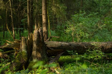 Güneşli bir sabah ormanında kırık bir ağaç.