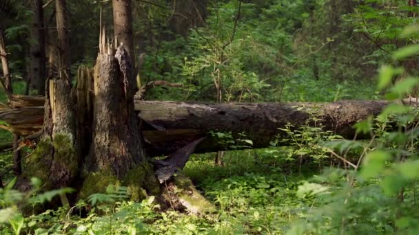 晴れた朝の森の中の壊れた木. — ストック動画