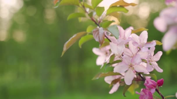 春の時間帯の詳細と近い景色の木の枝と花 — ストック動画