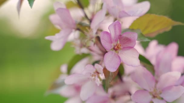Détail et vue rapprochée des branches d'arbres et des fleurs au printemps — Video