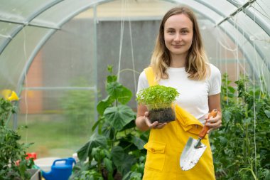 Kadınlar serada sebze topluyor. Zehirli olmayan sebzelerden oluşan bir bahçe.