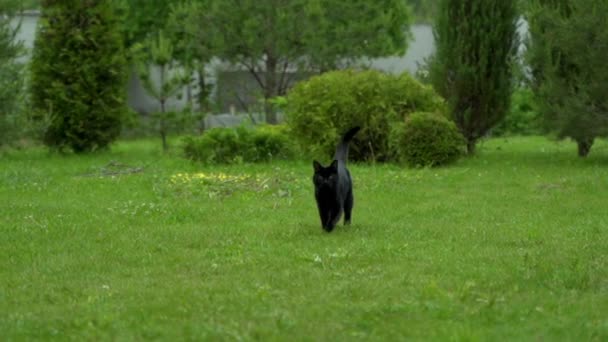 Pörröinen musta kissa juoksee nurmikolla — kuvapankkivideo