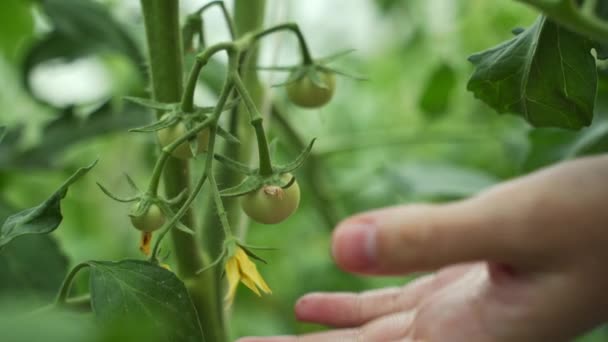 Närbild skott av unga ekologiska gröna tomater — Stockvideo