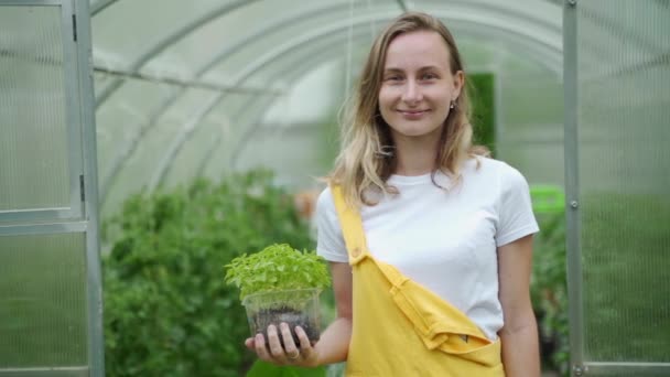 Женщина собирает овощи в теплице, огород посадки нетоксичных овощей — стоковое видео