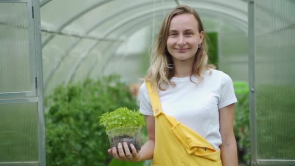 Vrouw plukt groente in de kas, tuin van het planten van niet-giftige groenten — Stockvideo