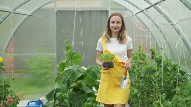 Mujer están recogiendo verduras en el invernadero, jardín de la plantación de verduras no tóxicas — Vídeo de stock
