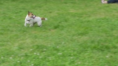 Parkta top kovalayan bir köpek..