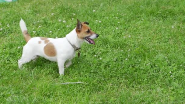 Cane che insegue una palla nel parco. — Video Stock