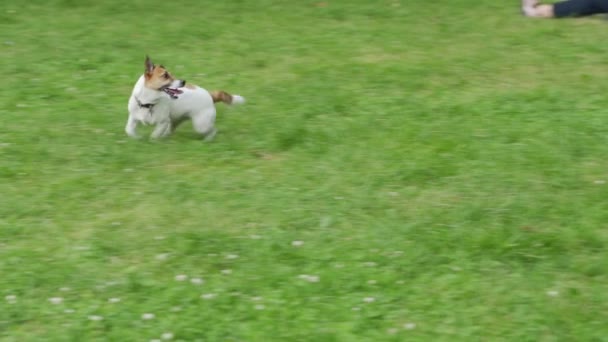 Собака гоняется за мячом в парке . — стоковое видео