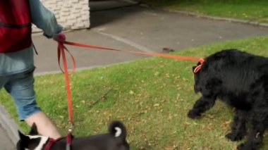 Bir kadın parkta tasmalı iki köpeği gezdirir.