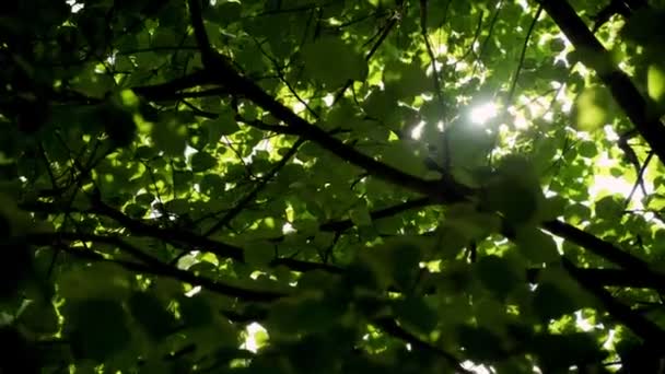Sluneční paprsky pronikají bujně zelenými listy. — Stock video