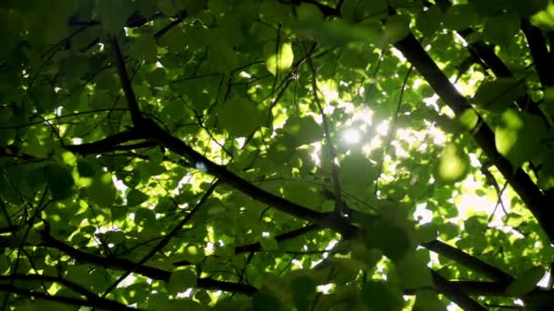 Солнечные лучи проникают сквозь пышные зеленые листья. — стоковое видео