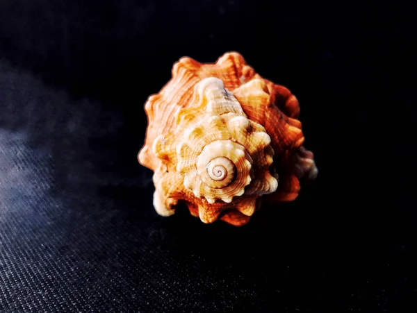Seashell Comb Venus Fond Sombre Crête Des Coquillages Néogastropoda — Photo