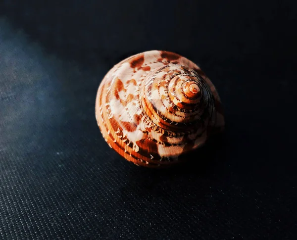 Muschelkamm Hat Einen Dunklen Hintergrund Muschelkrebse — Stockfoto