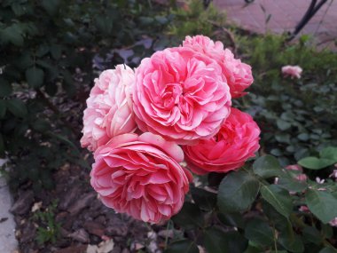 Bir çay gül pembe, ışık akşam olduğunu.