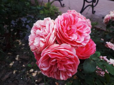 Bir çay gül pembe, ışık akşam olduğunu.