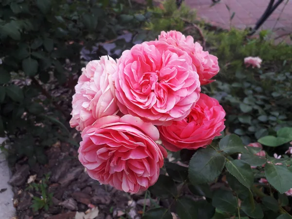 Bir çay gül pembe, ışık akşam olduğunu.