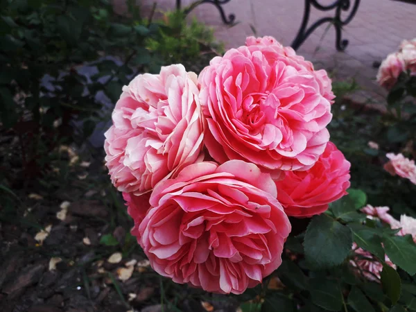 Bir çay gül pembe, ışık akşam olduğunu.